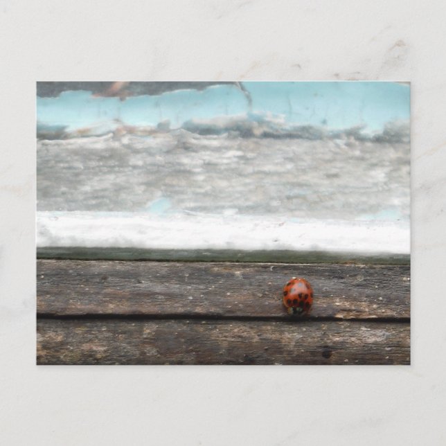 Ladybug on Rustic wood window Postcard (Front)