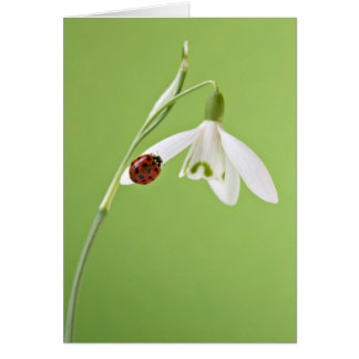 Ladybug on snowdrop