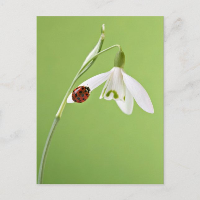 Ladybug on snowdrop postcard (Front)