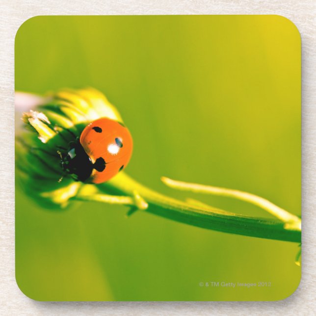 Ladybug on sprig coaster (Front)