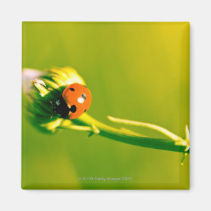 Ladybug on sprig magnet