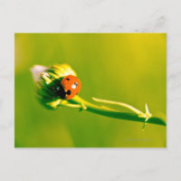 Ladybug on sprig