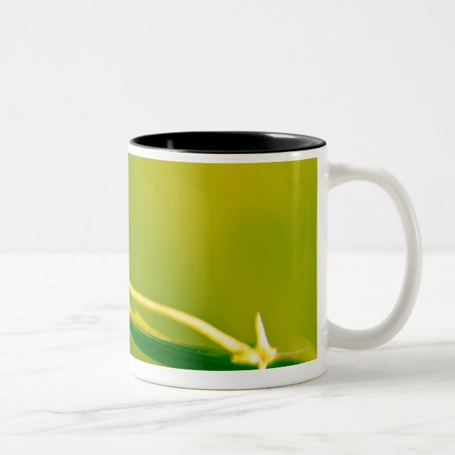Ladybug on sprig Two-Tone coffee mug (Right)