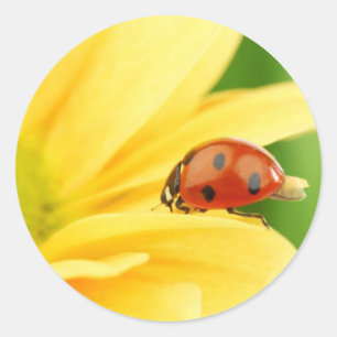 Ladybug on sunflower classic round sticker