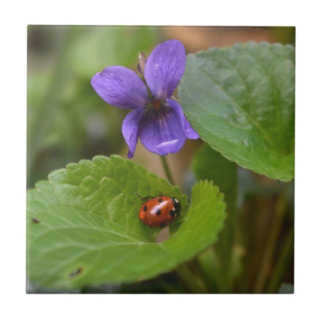 Ladybug on Sweet Violet Flowers Ceramic Tile (Front)