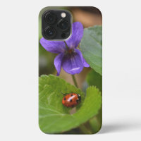 Ladybug on Sweet Violet Flowers