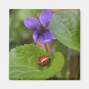 Ladybug on Sweet Violet Flowers Magnet