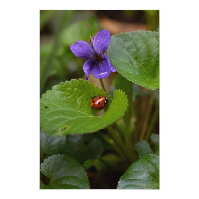 Ladybug on Sweet Violet Flowers Poster (Front)