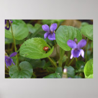 Ladybug on Sweet Violet Flowers