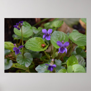 Ladybug on Sweet Violet Flowers Poster