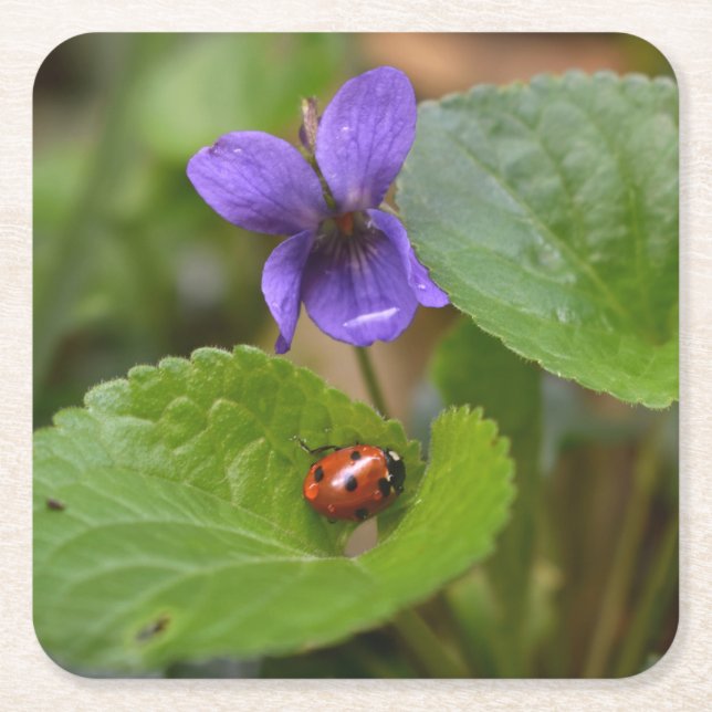 Ladybug on Sweet Violet Flowers Square Paper Coaster (Front)