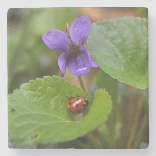 Ladybug on Sweet Violet Flowers Stone Coaster (Front)