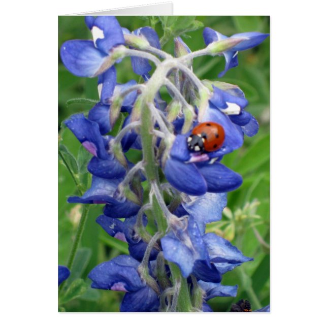 Ladybug on Texas Bluebonnet (Front)