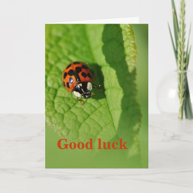 Ladybug on the leaf - Good luck Card (Front)