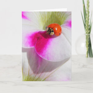 Ladybug on the petunia Greeting Card
