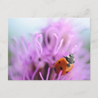 Ladybug on the purple flower card