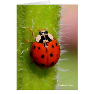 Ladybug on the Sunflower Stalk