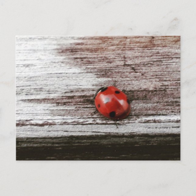 Ladybug on wet wood postcard (Front)