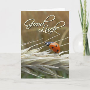 Ladybug on wheat - Good luck Card