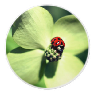 Ladybug On White Dogwood Flower Close Up  Ceramic Knob