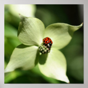 Ladybug On White Dogwood Flower Close Up Poster