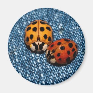 Ladybug Pair Magnet