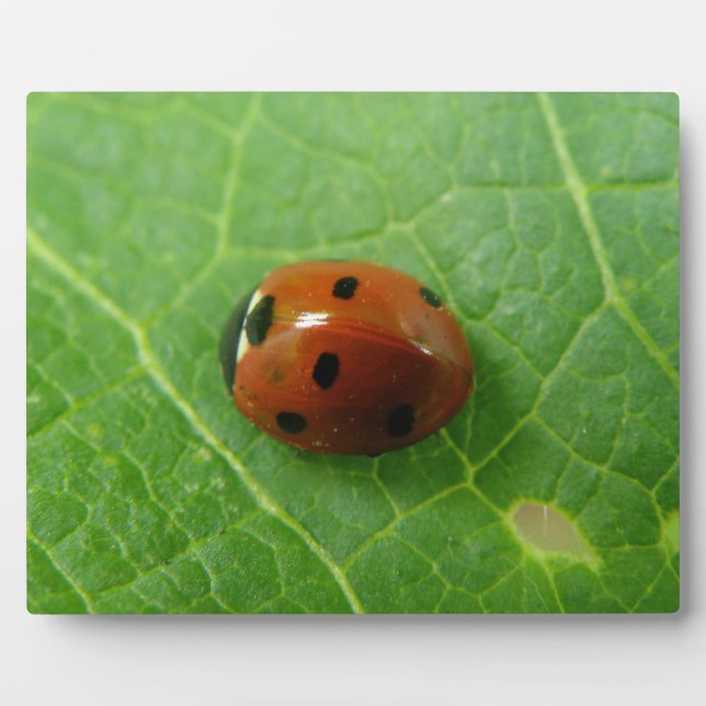 Ladybug Plaque (Front)