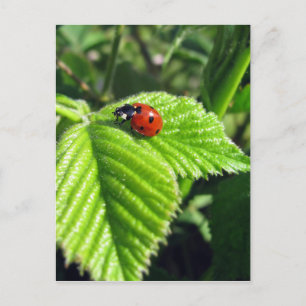 Ladybug Postcard