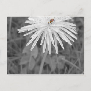 LadyBug Postcard