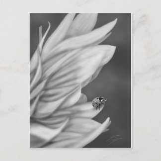 Ladybug Postcard