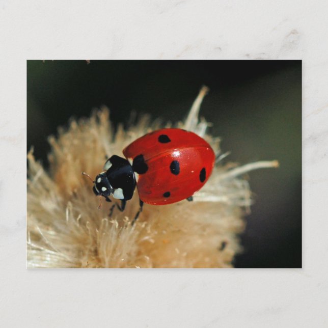 Ladybug postcard (Front)