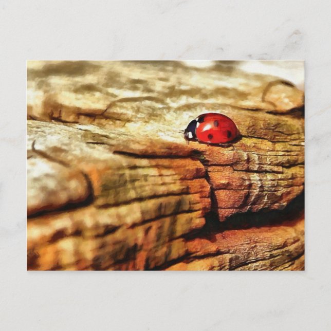 Ladybug Postcard (Front)