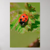 Ladybug