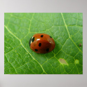 Ladybug Poster