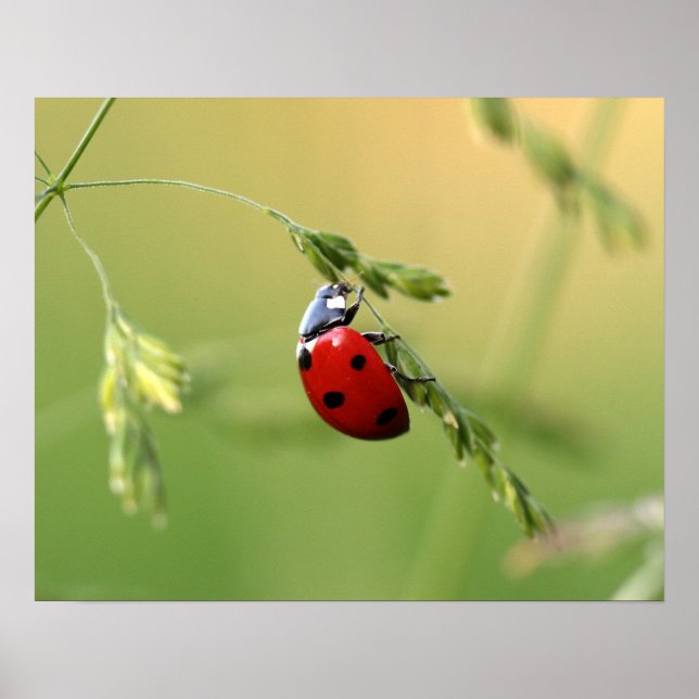 Ladybug Poster (Front)
