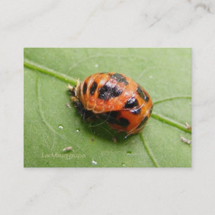 Ladybug Pupa calendar ~ Chubby Business Card