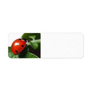 Ladybug Return Address Label