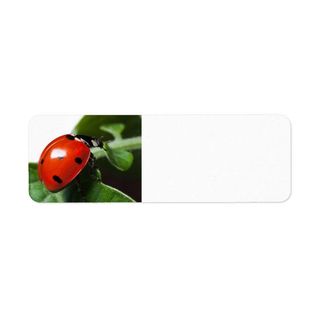 Ladybug Return Address Label (Front)