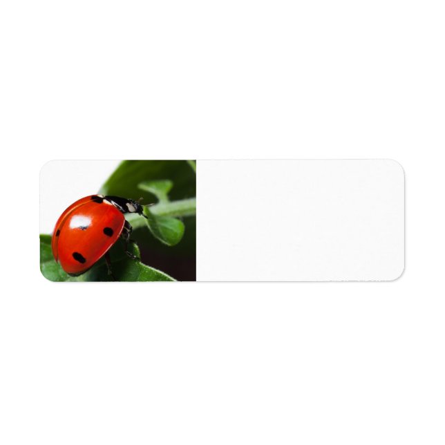 Ladybug Return Address Label (Front)