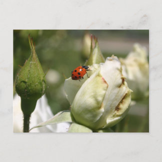 LadyBug Rosebud Post Card