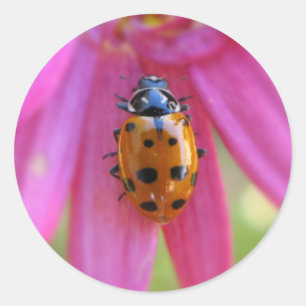 Ladybug Sticker