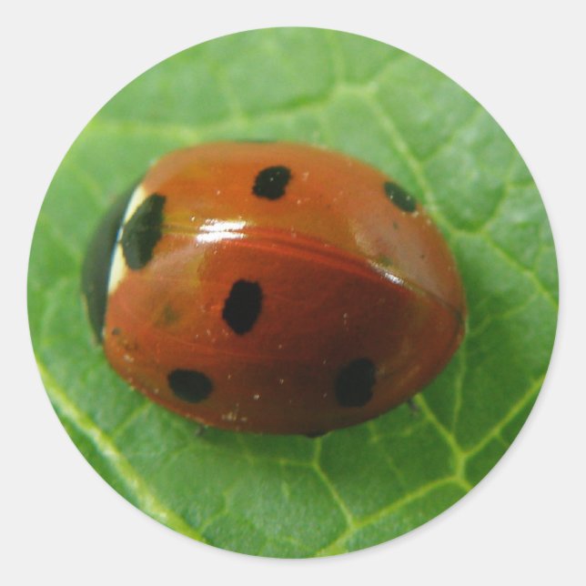 Ladybug Sticker (Front)
