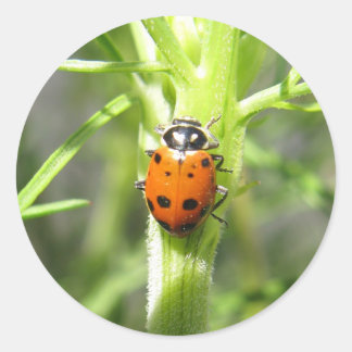 Ladybug Sticker