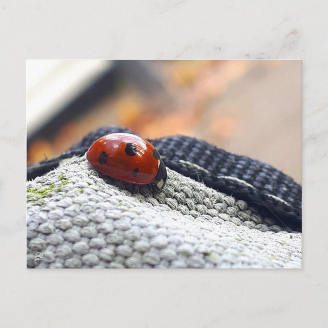 Ladybug symbol against violence. postcard (Front)