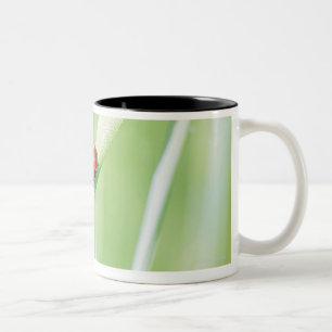 Ladybug Two-Tone Coffee Mug