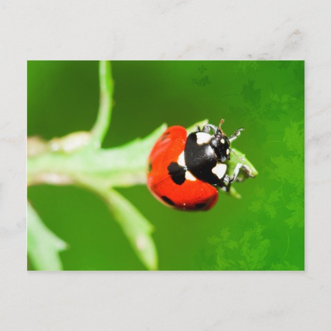 Ladybug with green leaves postcard (Front)
