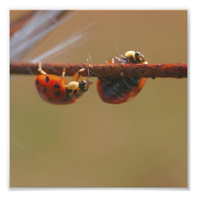 Ladybugs Balancing Close Up 8x8 Photo Print (Front)