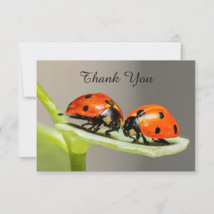 Ladybugs Beetles Flat Thank You Card