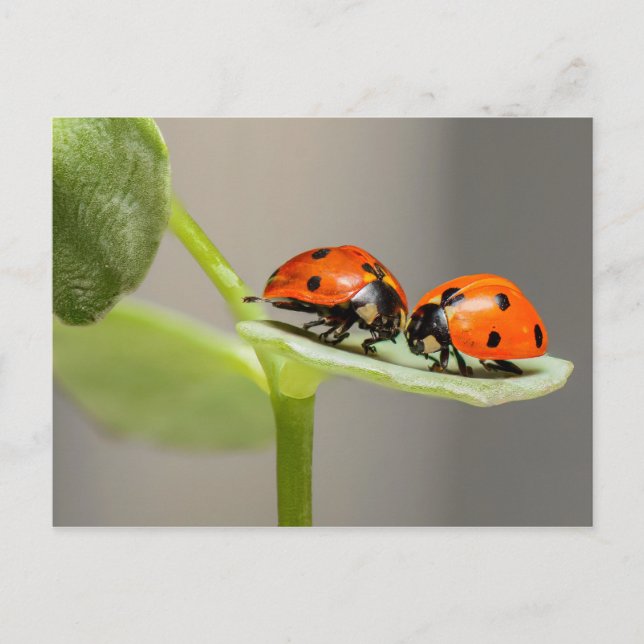 Ladybugs card (Front)