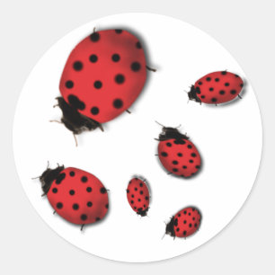Ladybugs Classic Round Sticker
